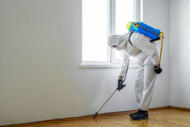 Best Termite Control Services  in Ilco, WA