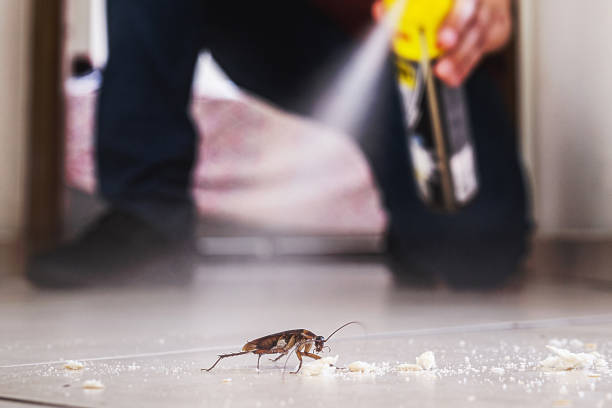 Best Termite Control Services  in Ilco, WA